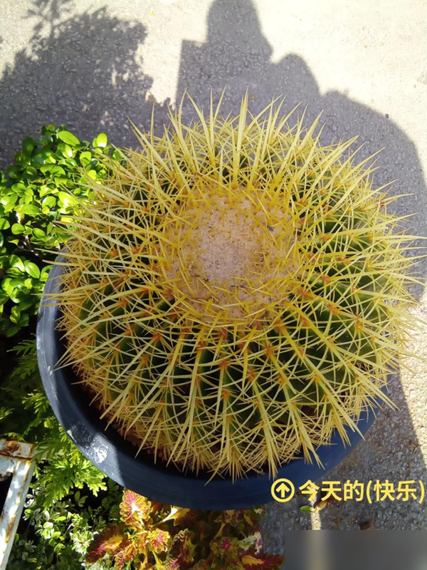 办公室摆一, img