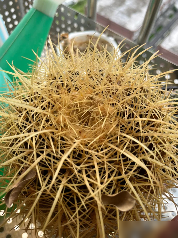 一盆球串起, https, cn