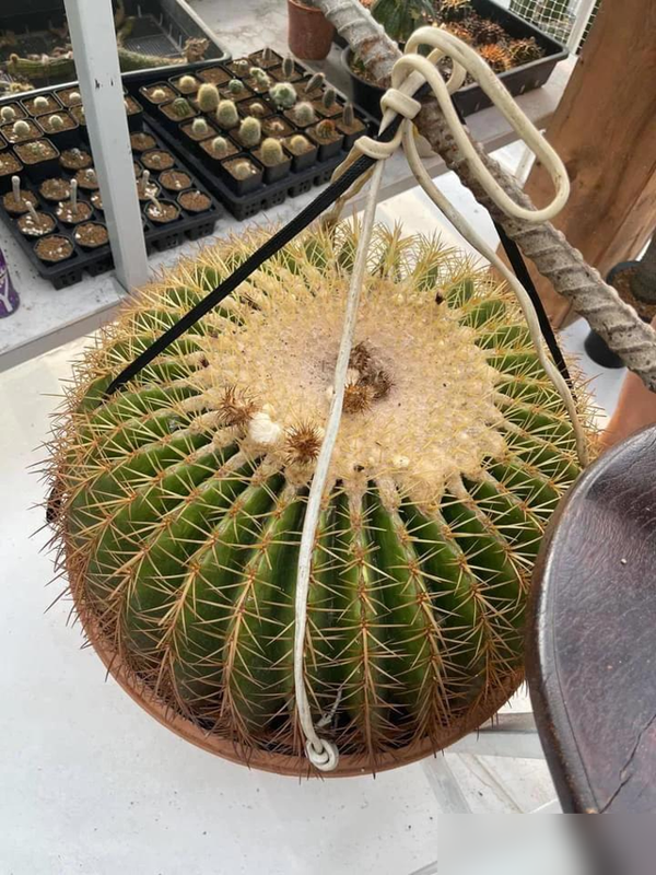 一盆仙人球, amp