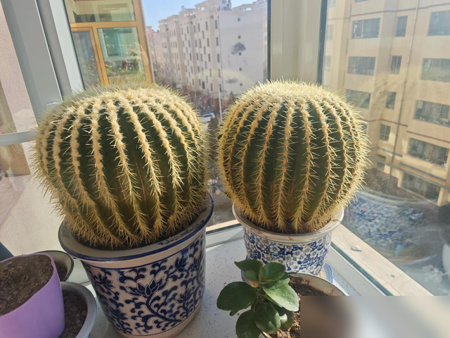 球像标本